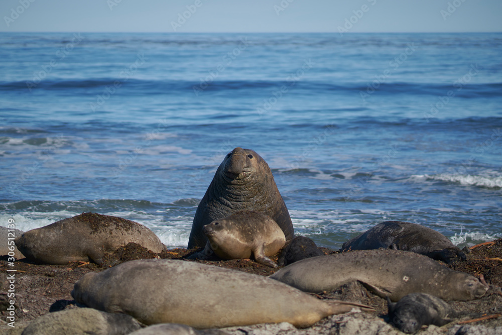 Fototapeta premium Dominant male Southern Elephant Seal (Mirounga leonina) races through his harem to see off an interloper during the breeding season. Sea Lion Island in the Falkland Islands.