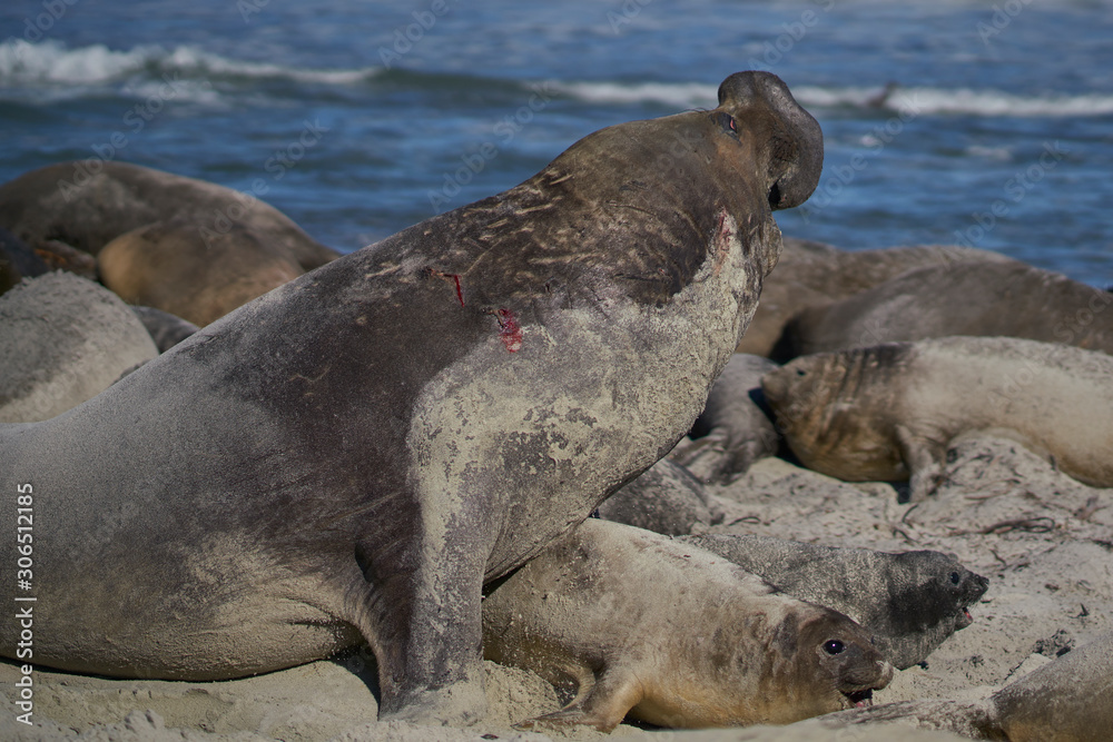 Fototapeta premium Dominant Male Southern Elephant Seal (Mirounga leonina) lying amongst his hareem of females during the breeding season. Sea Lion Island in the Falkland Islands.