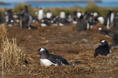 Gentoo Penguin (Pygoscelis papua) colony on Sea Lion Island in the Falkland Islands.