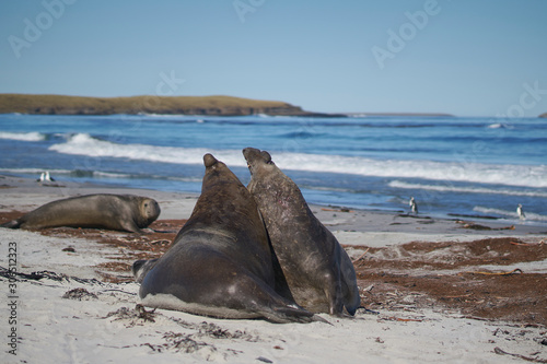 Dominant male Southern Elephant Seal (Mirounga leonina) fights with a rival for control of a large harem of females during the breeding season on Sea Lion Island in the Falkland Islands. 