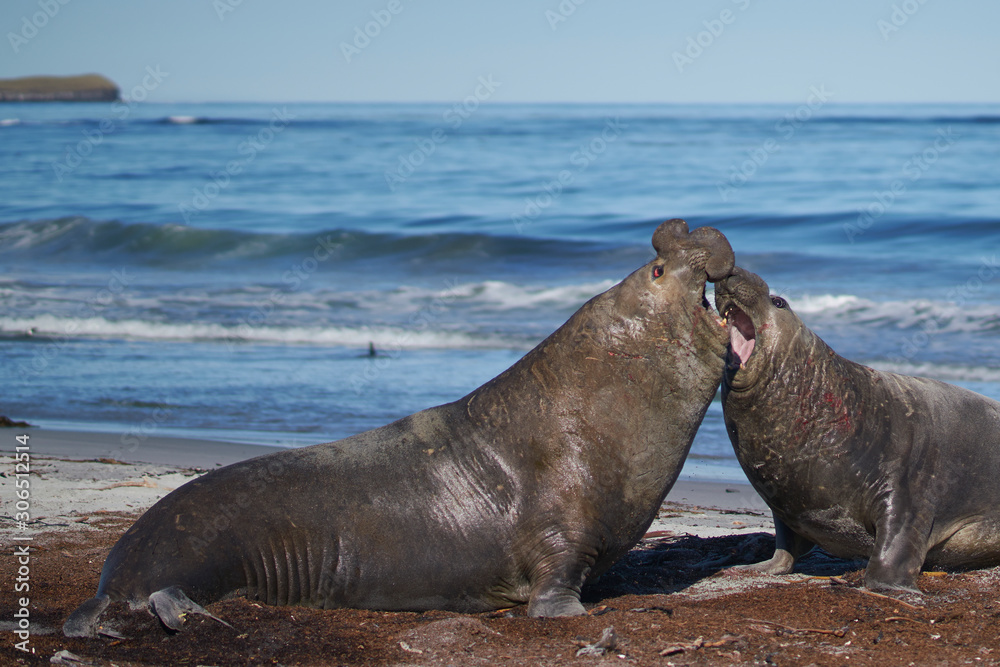 Fototapeta premium Dominant male Southern Elephant Seal (Mirounga leonina) fights with a rival for control of a large harem of females during the breeding season on Sea Lion Island in the Falkland Islands. 