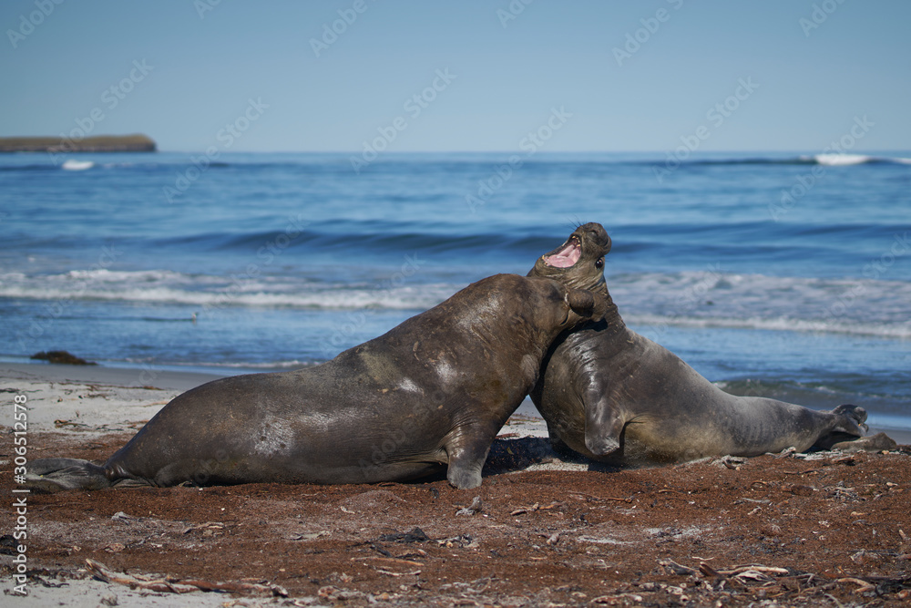 Obraz premium Dominant male Southern Elephant Seal (Mirounga leonina) fights with a rival for control of a large harem of females during the breeding season on Sea Lion Island in the Falkland Islands. 