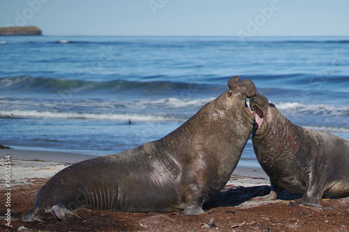 Dominant male Southern Elephant Seal (Mirounga leonina) fights with a rival for control of a large harem of females during the breeding season on Sea Lion Island in the Falkland Islands.      © JeremyRichards
