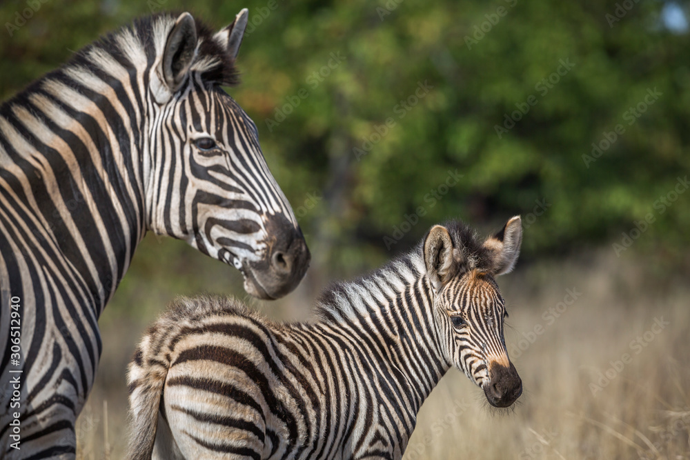 Plains zebra in Kruger National park, South Africa Plains zebra in Kruger National park, South Africa