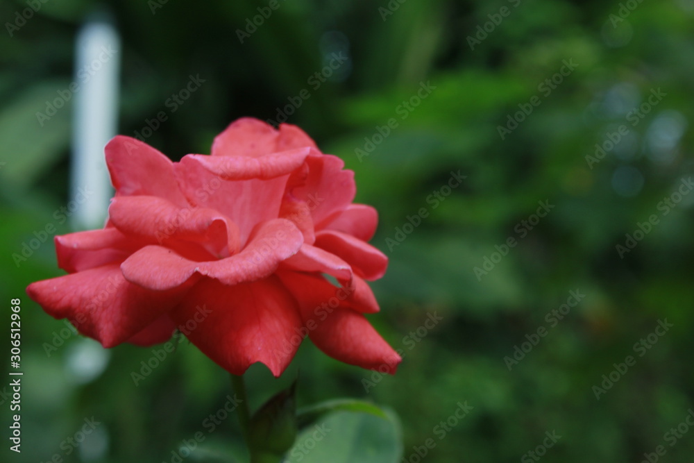 Obraz premium Orange rose