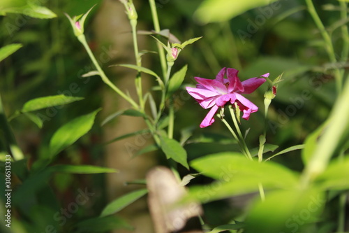 Pink rose