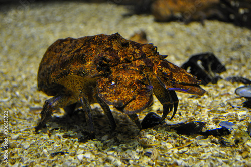 Crustacean at the bottom of the aquarium