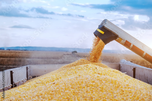 Принти на полотні Machine for separating corn grains working on field and filling tractor trailer with corn