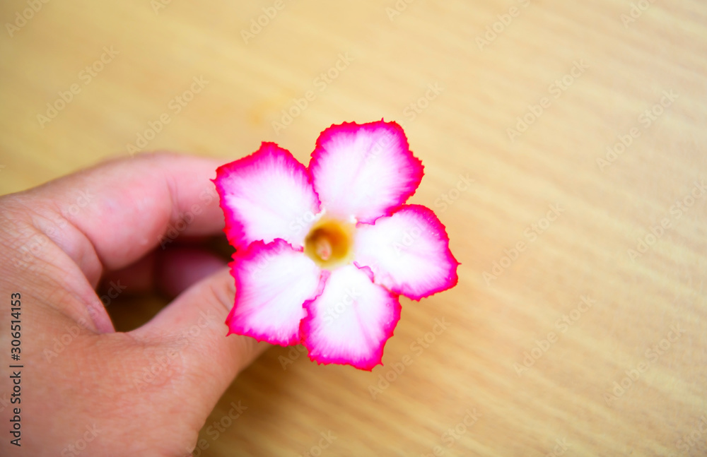 The beautiful pink Azalea flowers with vivid colors The beautiful pink Azalea flowers with vivid colors
