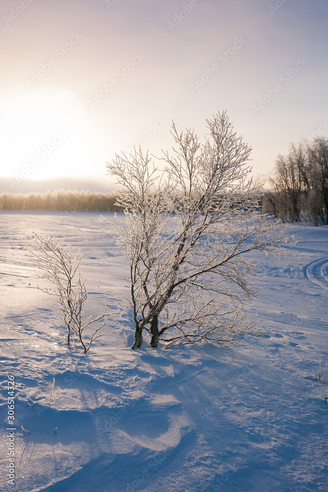 foggy morning over a frozen lake in sweden foggy morning over a frozen lake in sweden