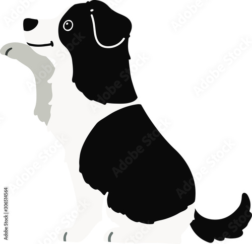 Flat colored Border Collie shaking hand