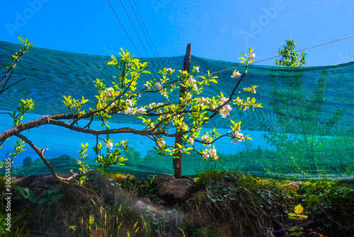 beanch with flowers photo