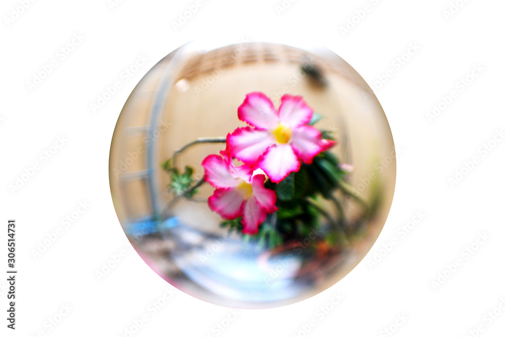 The beautiful pink Azalea flowers with vivid colors after the rain, looking through a crystal glass ball
