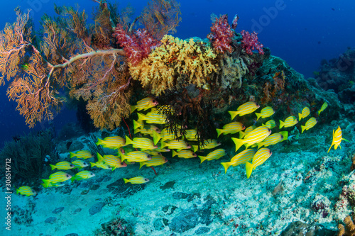 Colorful blue-striped Snapper on a tropical coral reef