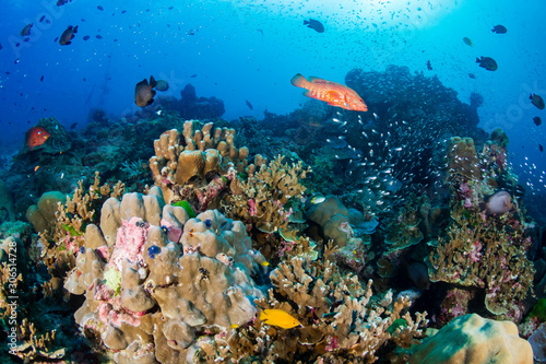 Thriving, healthy tropical coral reef in Thailand's Similan Islands