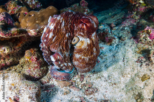 Octopus on a tropical coral reef at Koh Bon island, Thailand