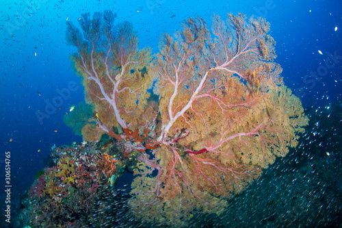 Fototapeta Naklejka Na Ścianę i Meble -  Huge gorgonian Seafan on a tropical coral reef in the Andaman Sea