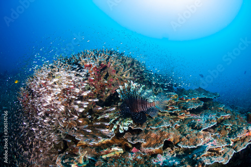 Fototapeta Naklejka Na Ścianę i Meble -  Lionfish on a colorful tropical coral reef in the Andaman Sea