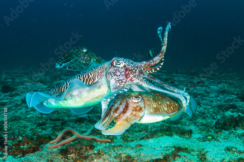 Mating Cuttlefish at dawn on a dark  tropical coral reef