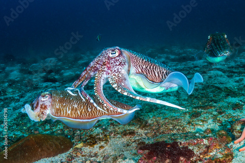 Mating Cuttlefish at dawn on a dark, tropical coral reef © whitcomberd