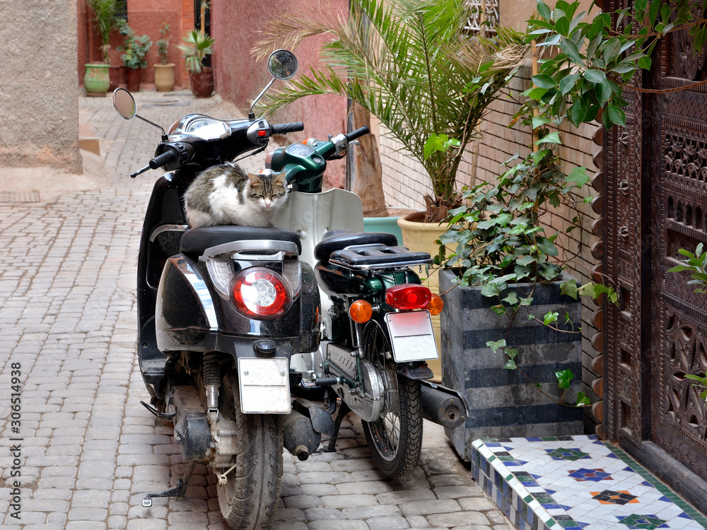 Cat on small motorcycle in the kashbah of Marrackech, Morocco