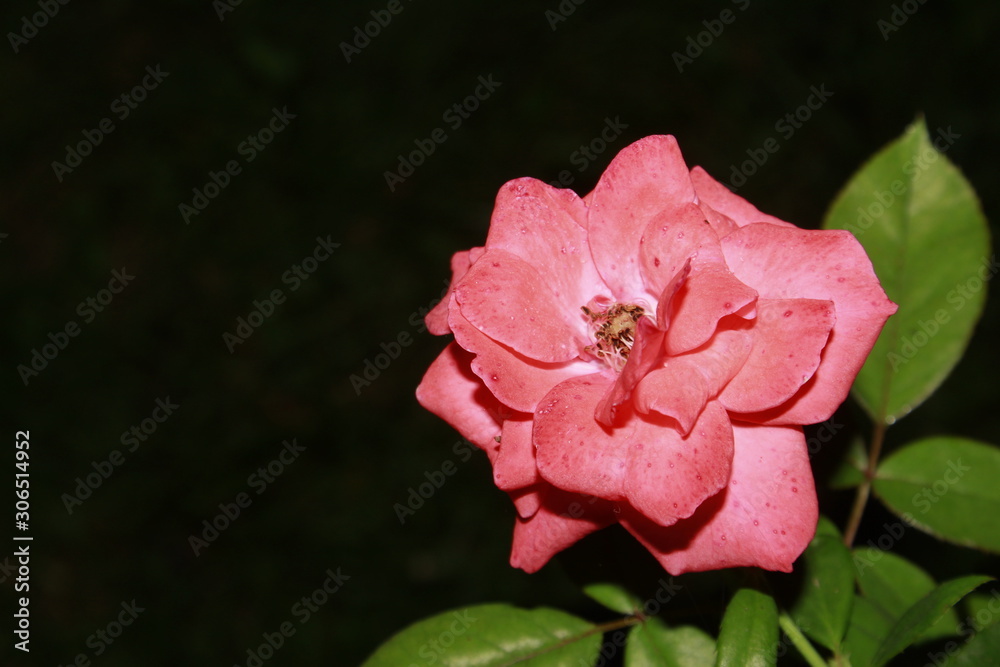 Obraz premium Orange rose against dark.