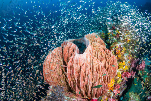 Fototapeta Naklejka Na Ścianę i Meble -  A large sponge on a colorful tropical coral reef at Richelieu Rock