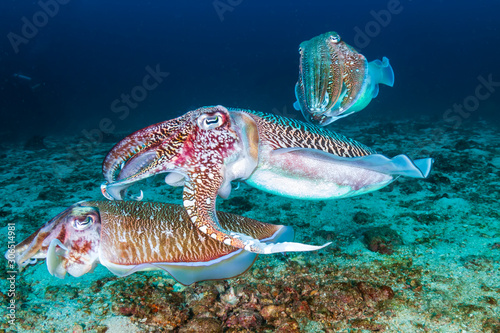 Photography Mating Cuttlefish at dawn on a dark, tropical coral reef