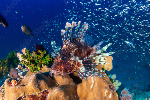 Fototapeta Naklejka Na Ścianę i Meble -  Lionfish on a colorful tropical coral reef in the Andaman Sea