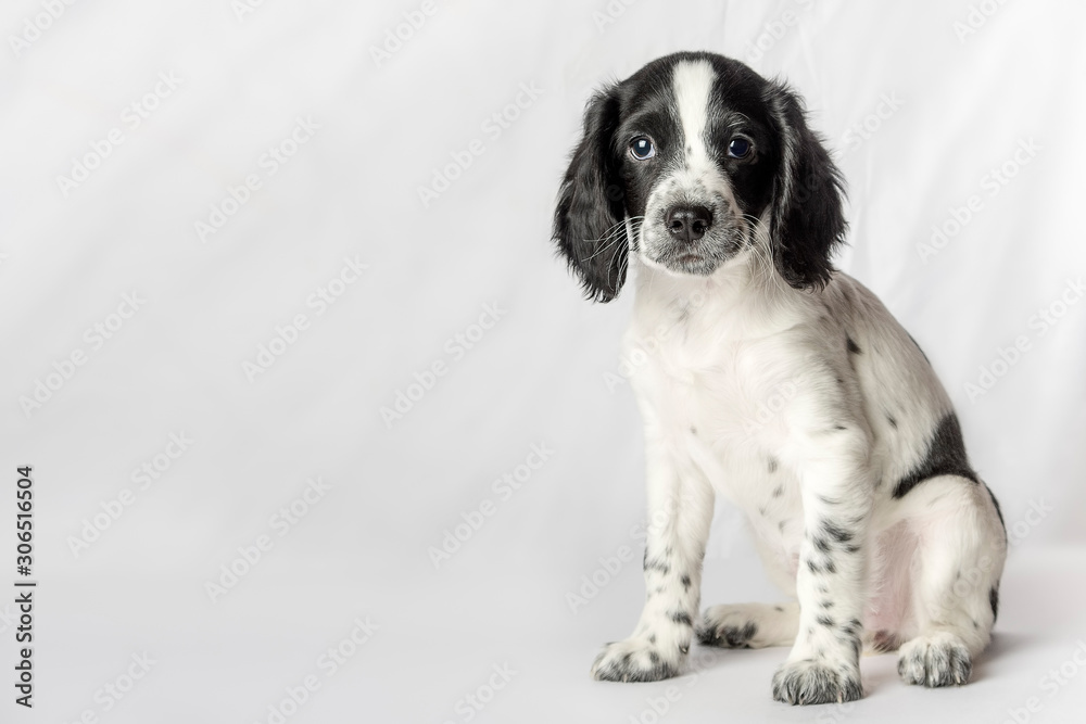 Beautiful puppy of a dog of a black-and-white color of a hunting breed 