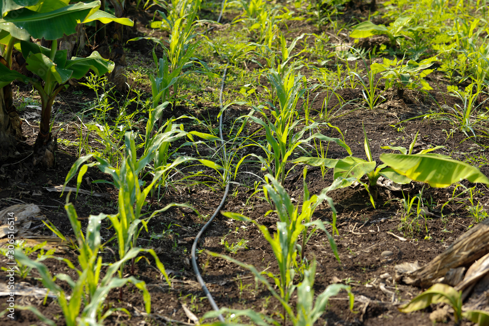 Green banana field in India Green banana field in India