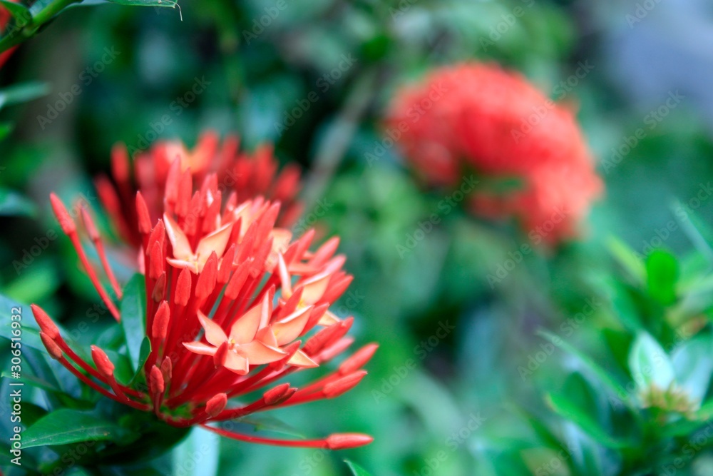 Macro shot of a bouquet of red or orange Ixora flower with green leaf blossom in the garden.