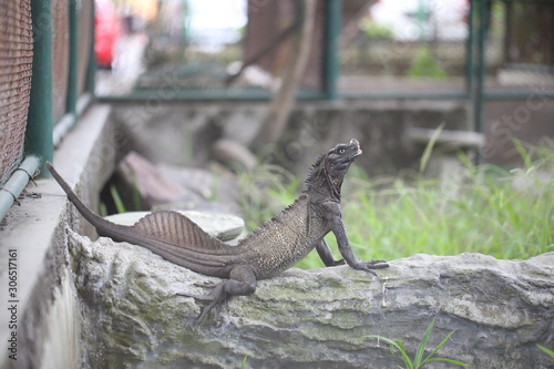  Hydrosaurus amboinensis, Indonesian Sailfin lizard is native to Indonesia and New Guinea photo