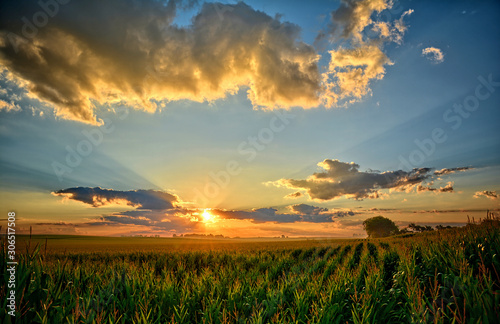 Iowa Corn Fields photo