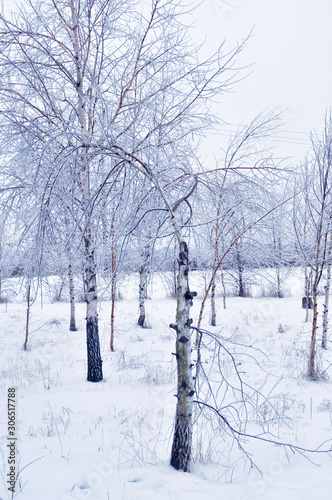 Winter birch trees landscape © Ewa