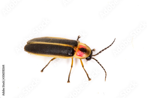 Eastern Firefly (Photinus pyralis) isolated on a white background