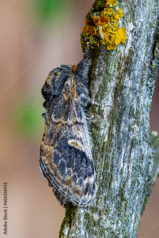 Tritopha notodonta, rests camouflaged on the branch of a tree. Leon, Spain Tritopha notodonta, rests camouflaged on the branch of a tree. Leon, Spain