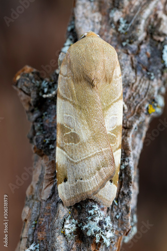 The owl moth, Noctua fimbriata, rests on the tree branch. Leon, Spain photo