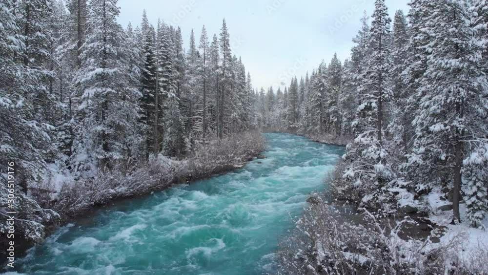 AERIAL: Whitewater rapids rush through the large coniferous forest on snowy day. Picturesque view of the emerald colored mountain river flowing through the American wilderness in the idyllic winter.
