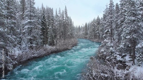 AERIAL: Whitewater rapids rush through the large coniferous forest on snowy day. Picturesque view of the emerald colored mountain river flowing through the American wilderness in the idyllic winter.