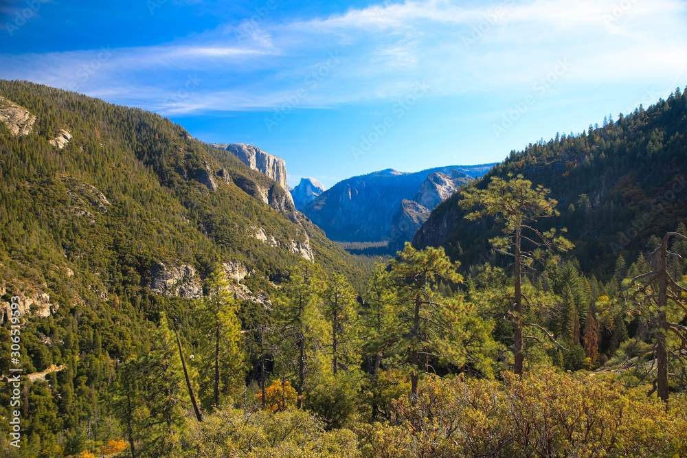 Coniferous trees  and mountains as background in Yosemite National Park