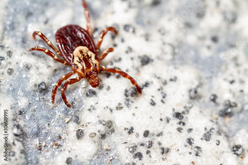 Female American Dog Tick, Dermacentor variabilis