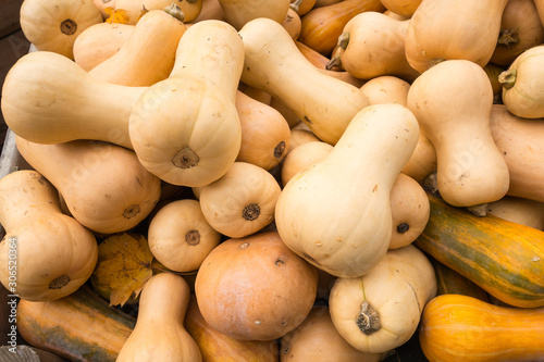 Butternut Squash photo