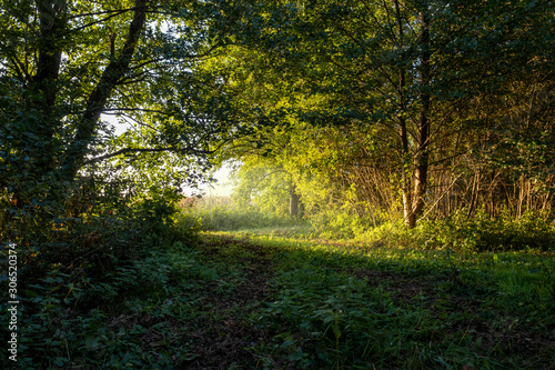 Sunbeams shining through the tree s. The sun s rays lights through the forest on lake coast in the morning.