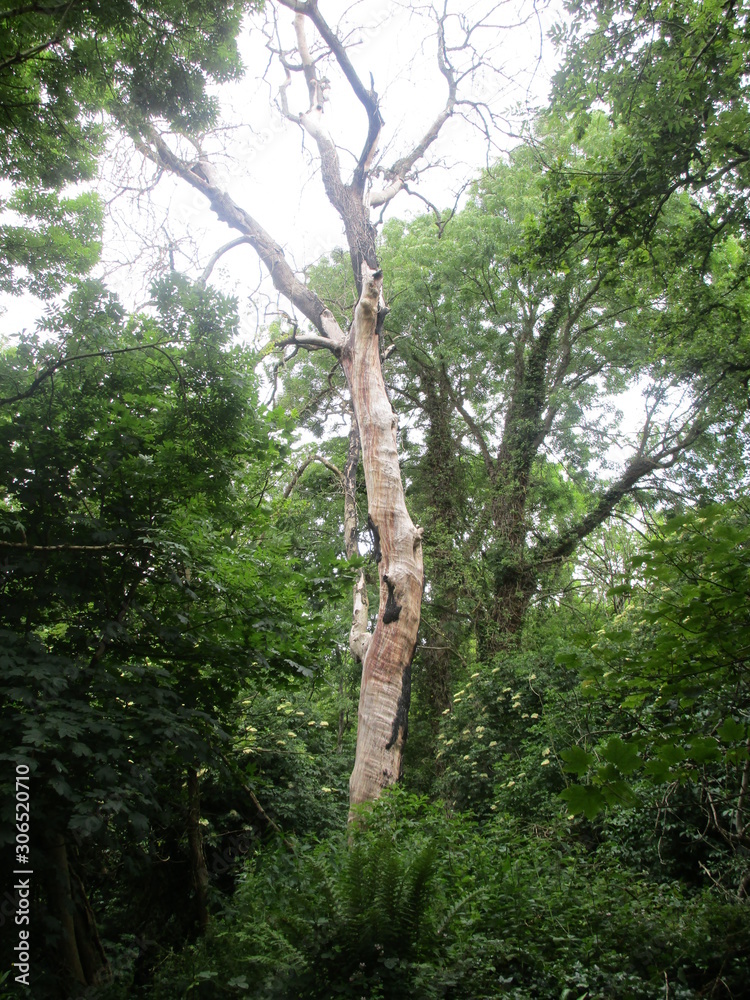 Fototapeta premium tree in forest