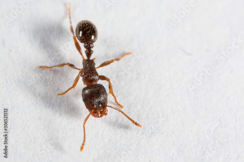 Pavement Ant, Tetramorium species-e, worker photo