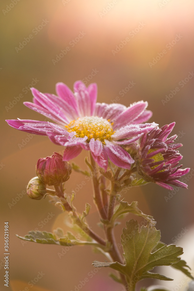 Rare pink Chrysanthemum. Autumn hoarfrost flowers. Chrysanthemum zawadskii.