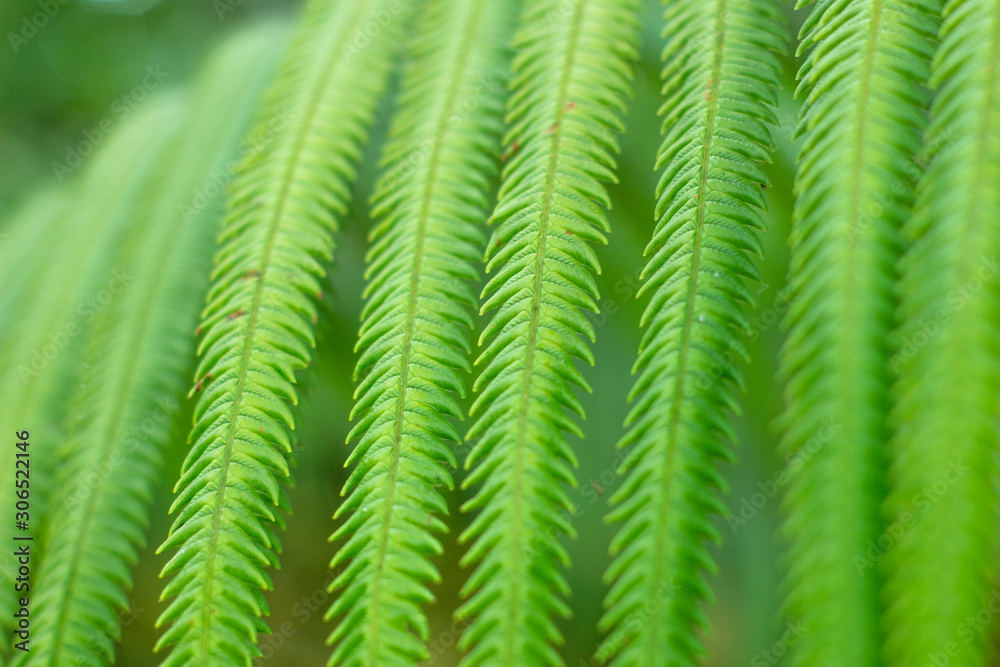 Closeup nature view of green leaf on blurred greenery background in garden with copy space using as background natural green plants landscape, ecology, fresh wallpaper concept, slective focus . Closeup nature view of green leaf on blurred greenery background in garden with copy space using as background natural green plants landscape, ecology, fresh wallpaper concept, slective focus .