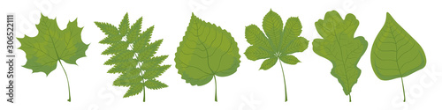 Fototapeta Zestaw zielonych liści klonu, jarzębiny, lipy, kasztana, dębu i brzozy na białym tle. Wektor.