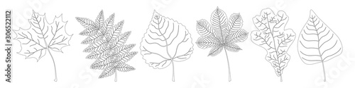 Set for coloring from black and white leaves of maple, mountain ash, linden, chestnut, oak and birch. Vector. © Яна Борисова